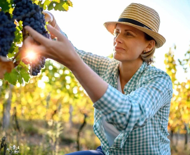 woman-picking-grapes Smiling vintner examining grapes in vineyard