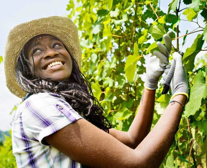 smiling-african-girl-vineyard-1 smiling-african-girl-vineyard-1